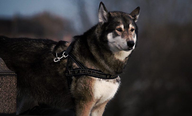 MS free image - Animals 1