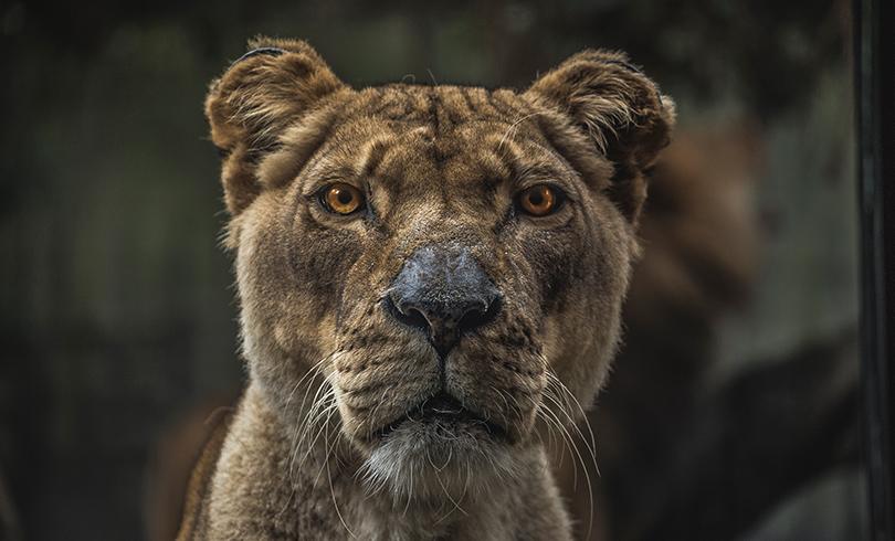 MS free image - Animals 2