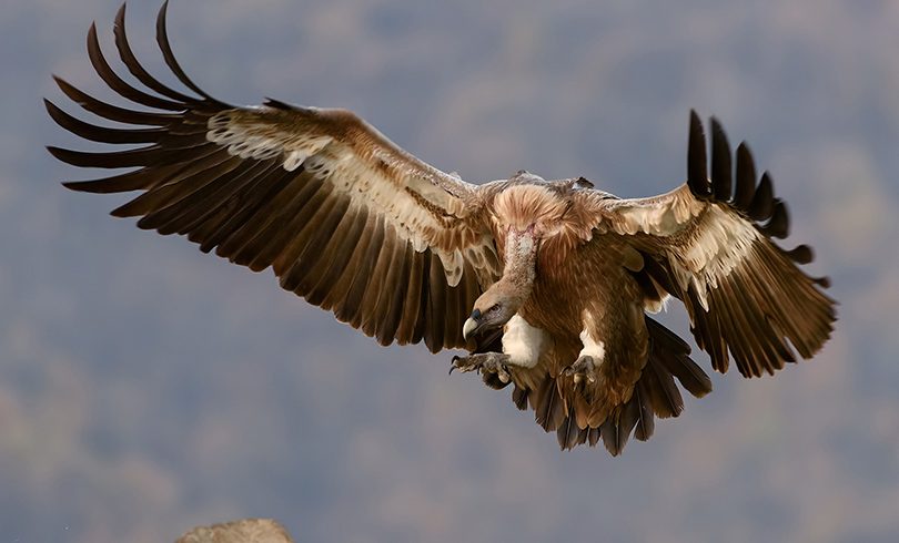 MS free image - Animals 3