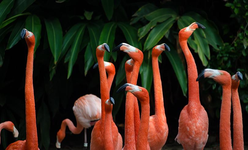 MS free image - Animals 4