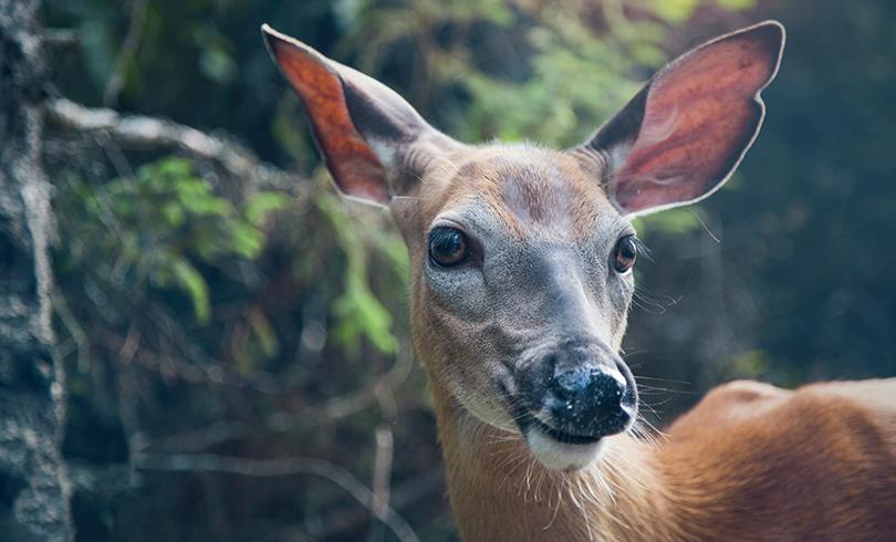 MS free image - Animals 5