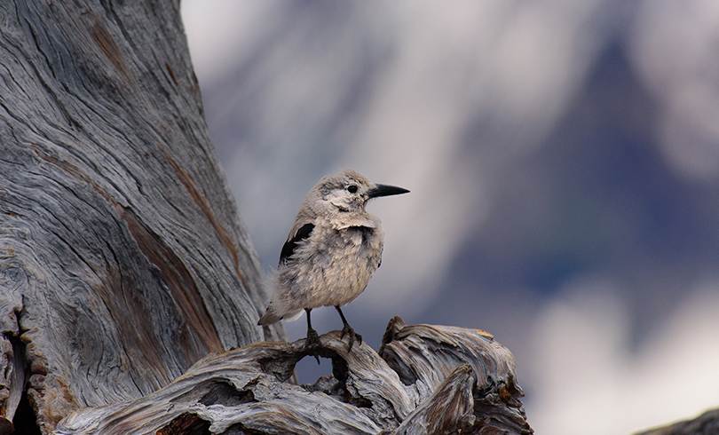 MS free image - Animals 6