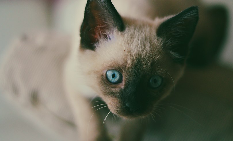 MS free image - Animals 7