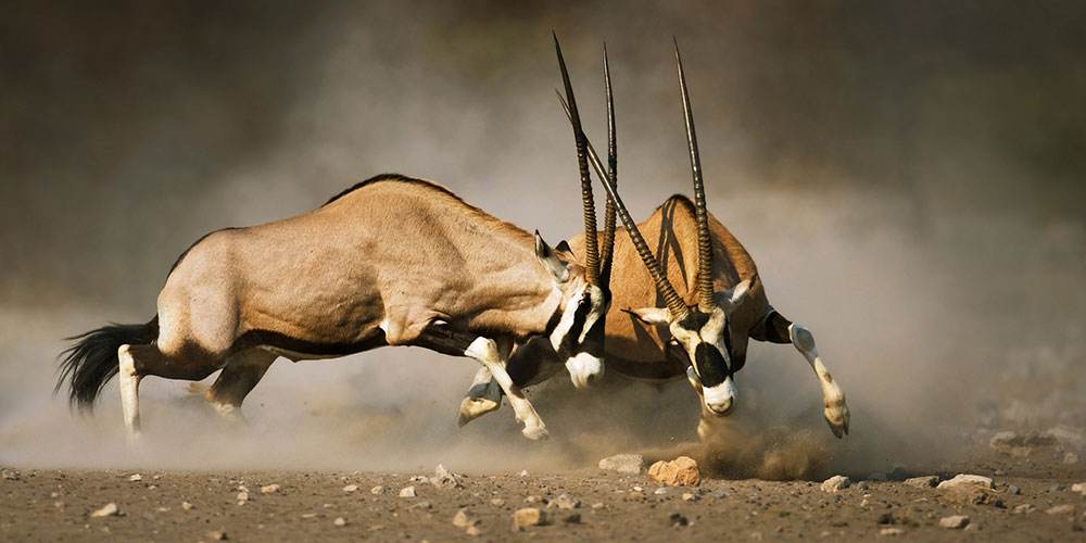 MS free image - Consectetuer adipiscing elit