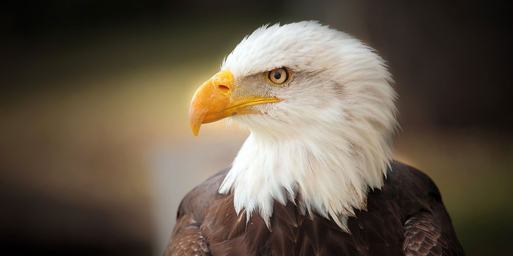 MS free image - Childhood Memories