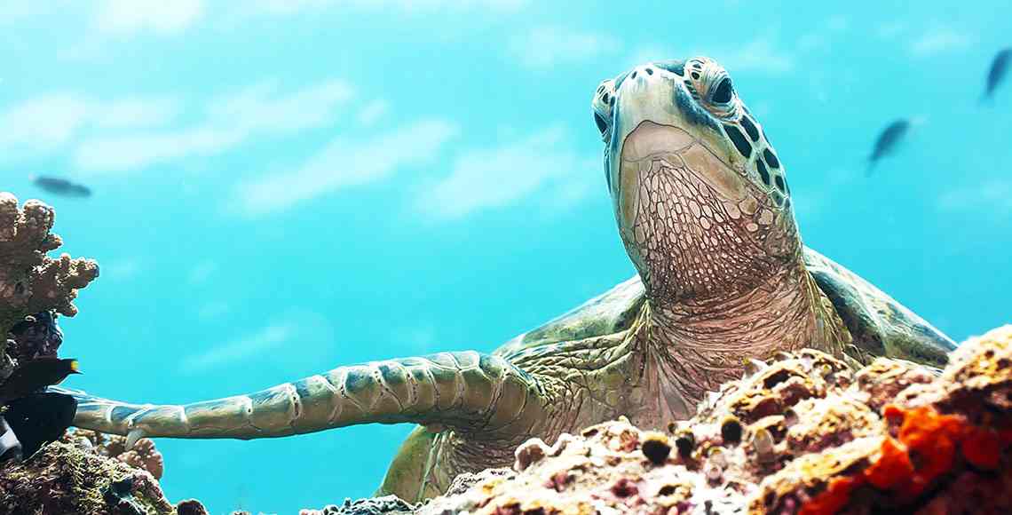 MS free image - Suspendissue ut pulvinar mauris