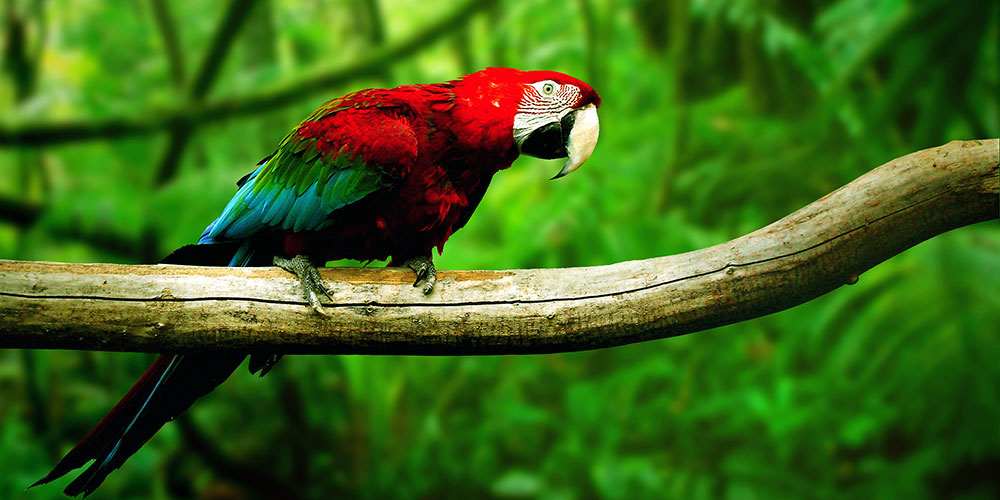 MS free image - Cheetags on the edge