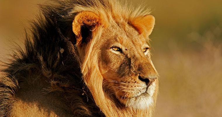 MS free image - Sed dabibus sit amet felis